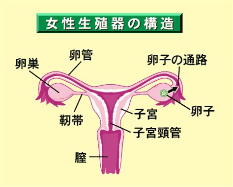 女性生殖器の構造